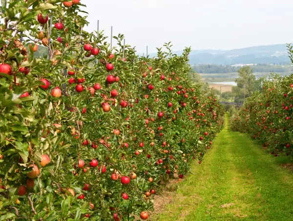 Letnie odmiany jabłoni